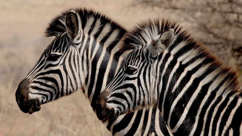 Safari Adventure